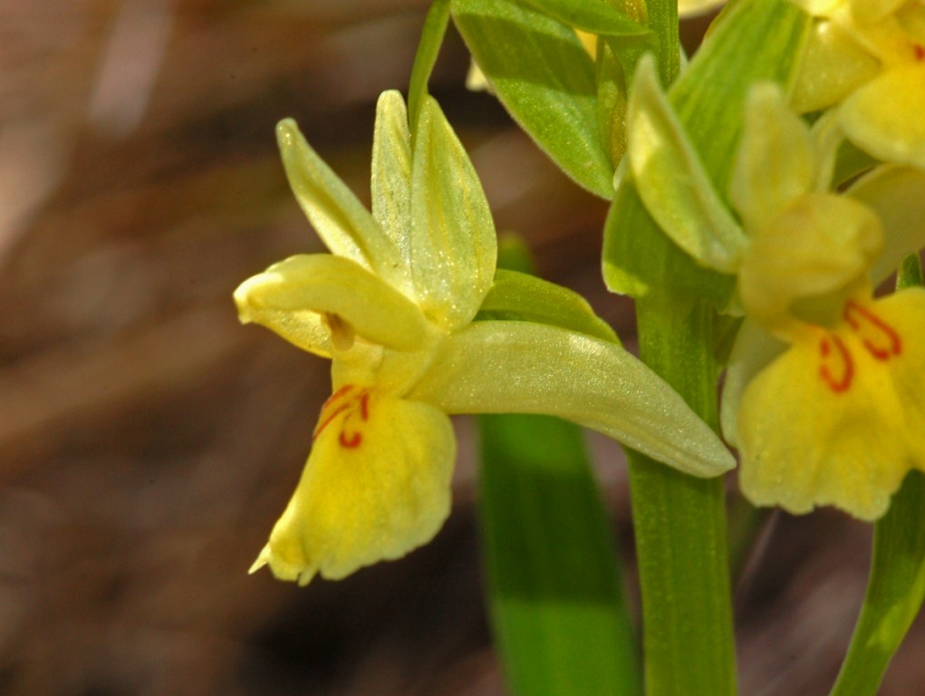 Dactylorhiza sambucina